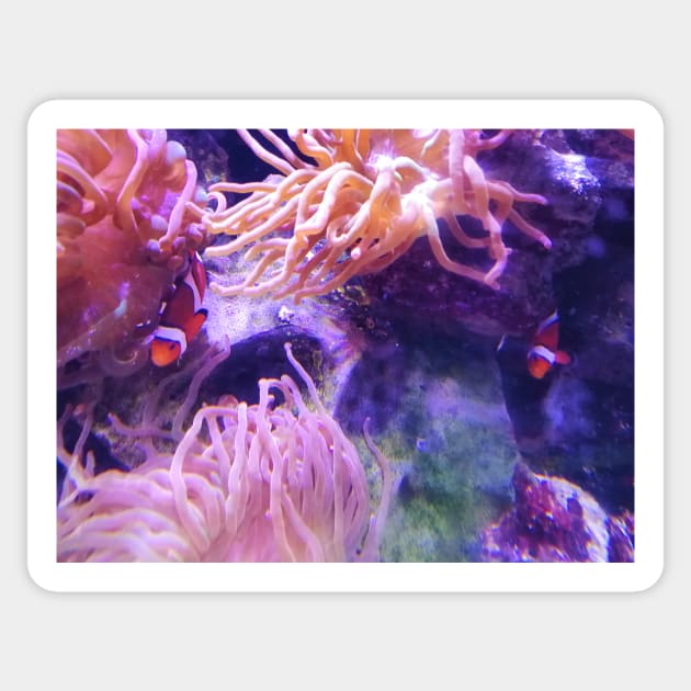 Clown fish in the anemone Sticker by DesignsBySaxton